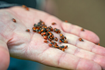 A man holding many ladybugs in his hand. ladybug symbol of good luck.