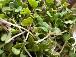 green rocket sprouts