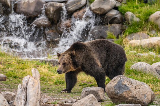 Grizzly Bear At The Grizzly  Wolf Discovery Centre, Yellowstone National Park.