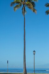 Palm Tree and Streetlamp on an Empty Beach in Hawaii.