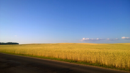 Fototapeta na wymiar field of ripe wheat on a Sunny day.