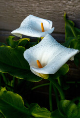 A lily calla flowers with drops of rain