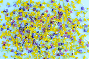 Flower petals, yellow, purple, pink petals of primrose, primroses and lungwort on blue background. Collecting and harvesting medicinal herbs and flowers. Drying flowers for tea at home