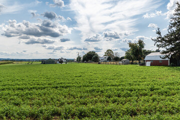 Fototapeta na wymiar American Country Farm with soybean plants and blue sky