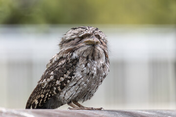 A Frogmouth bird perched on a pipe in the park