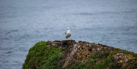 Fototapeta na wymiar Seagulls at Sea Ranch, CA in the spring