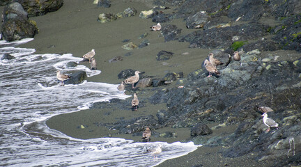 Seagulls at Sea Ranch, CA in the spring
