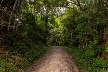 path in the woods in Venezuela