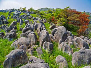 平尾台カルスト台地の羊群原を見上げる