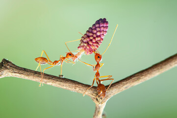 Red ant lifting, Strong Ants, Ant carrying in tropical garden 