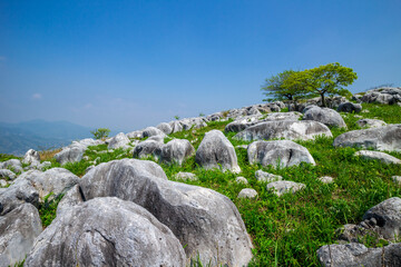 平尾台カルスト台地、太平山の羊群原を望む