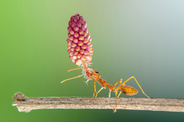 Red ant lifting, Strong Ants, Ant carrying in tropical garden 