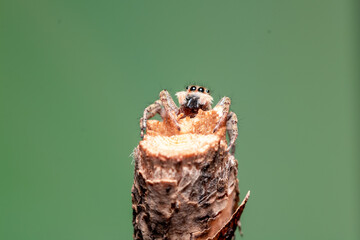 jumping spider flycatcher on a branch, Salticidae