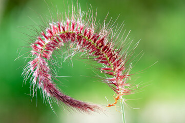 Red ant lifting, Strong Ants, Ant carrying in tropical garden 
