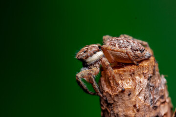 jumping spider flycatcher on a branch, Salticidae