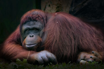 Bornean Orangutan