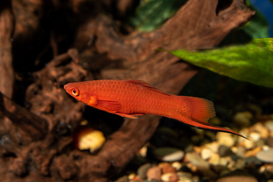 Red swordtail in fish tank. Xiphophorus is one of the most popular freshwater aquarium fish species.
