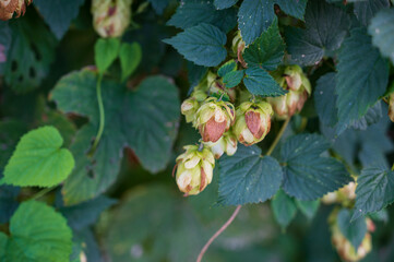 Flower of Humulus lupulus plant with green blurred background