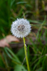White dry flower of Taraxacum palustre plant with green blurred background
