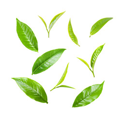 tea leaf isolated on transparent png