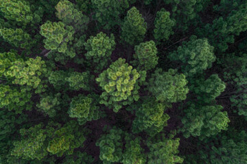 Aerial view of a pine tree plantation near Brisbane