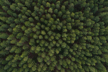 Aerial view of a pine tree plantation near Brisbane