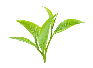 Fototapeta na wymiar green tea leaf on transparent png