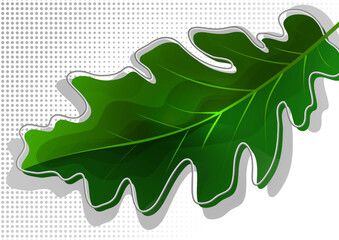 Fototapeta premium Green oak leaf isolated on white background. Vector