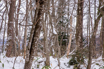 雪山の木々たち　hakuba