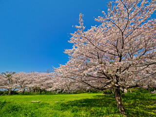 Obraz na płótnie Canvas 満開の桜