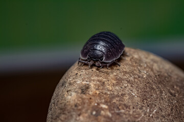 oniscídeos, conocidos vulgarmente como cochinillas de la humedad​, bichos bolita o chanchitos de tierra

