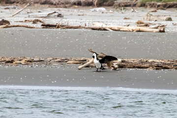 A Pied cormorant in New Zealand