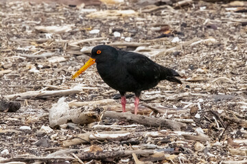 A variable oystercatcher at the Waikanae Reserve, North Island, New Zealand