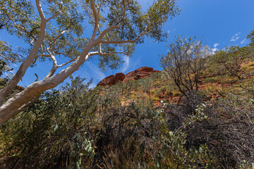 Fototapeta premium Landscape scenery at Kings Canyon, Australia. Through the branches of a bare tree, over the dry bushes to the red rocks and blue sky with some veils cloud. Vallye in the outback of central Australia