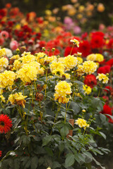 Colorful dahlia flowers in garden