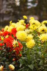 Colorful dahlia flowers in garden