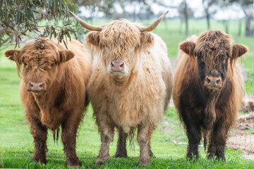 Three brown highland cows standing together in green paddock looking at camera