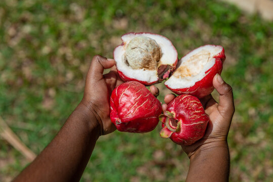 Aboriginal  child holding Red Bush Apples