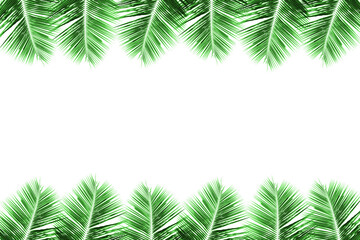 Green branch palm or coconut leaf isolated on background. Summer tropical beach with minimal concept.