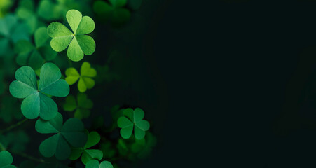 Fototapeta Clover Leaves for Green background with three-leaved shamrocks. st patrick's day background, holiday symbol, Earth Day	 obraz