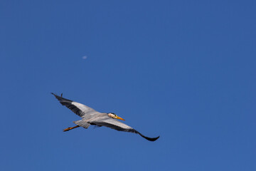 平城京のタンチ平城京の