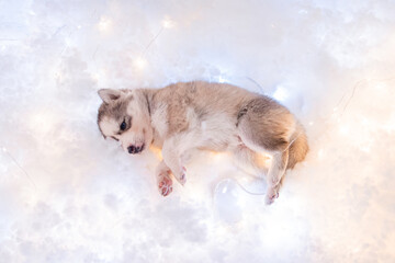 A small one and a half month old husky puppy sleeps on a white fluff with luminous garlands.