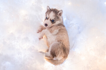 A small one and a half month old husky puppy sleeps on a white fluff with luminous garlands.