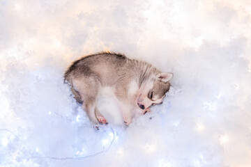 A small one and a half month old husky puppy sleeps on a white fluff with luminous garlands.