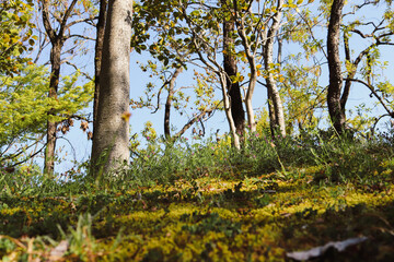 Fototapeta premium autumn in the forest