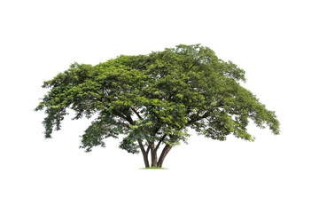Naklejka premium Samanea saman, Rain tree, isolated on White Background. tropical trees isolated used for design, advertising and architecture