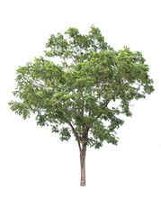 isolated big tree on White Background. tropical trees isolated used for design, advertising and architecture