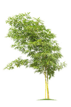 Bamboo. Isolated tree on white background. Images of high resolution bamboo tree for design or graphic work