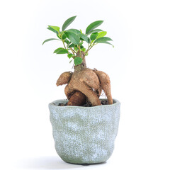 観葉植物、キジムナーが宿るガジュマルの鉢植え【白背景】