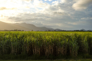 Sugar cane fields at golden hour, with the sun setting over hills in the distance — Cairns, Far...